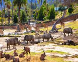 It is among one of the biggest zoos in the world w It is among one of the biggest zoos in the world with over 4,000 animals in its care. It also has the largest population of the endangered giant pand